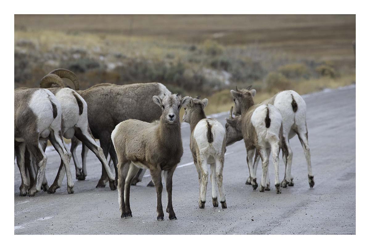 National Elk Refuge